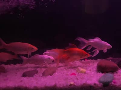 aquarium fish- 10 in total