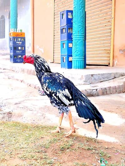 aseel for sale03135432147