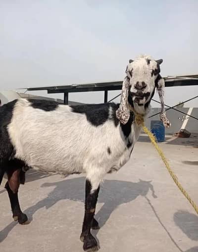 Gabbana bakri , 4 months gaban goat, goat , hight 32 inch( 3168333128)