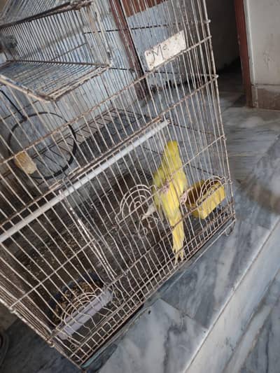 yellow ringneck parrot ringneck