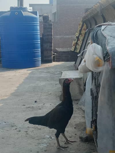 Aseel mianwali do pathian for sale