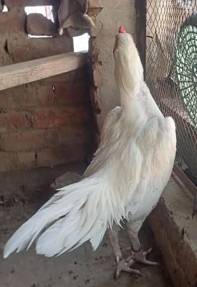 Pure White Heera Male For Sale.
