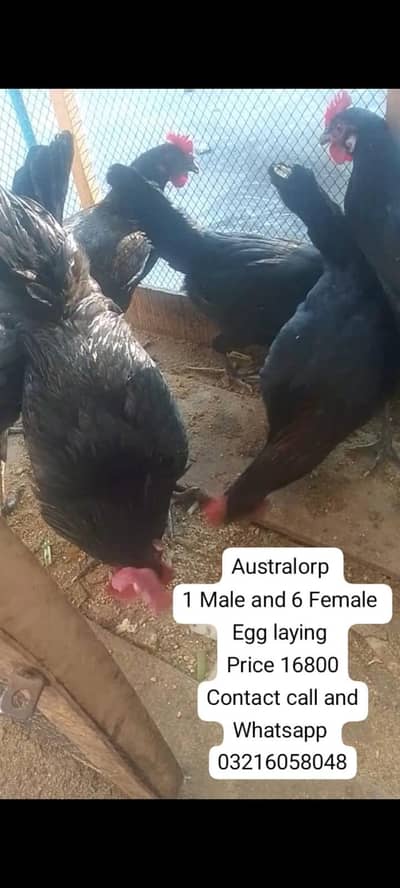 Australorp egg laying hen