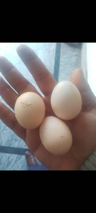 Australorp egg laying hen