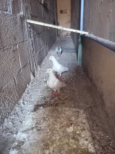 Garman beauty paper white