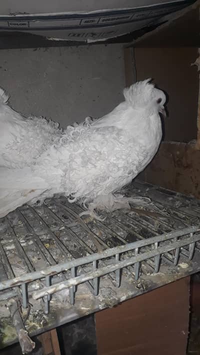 Frill back full Top quality exchange possible for more details