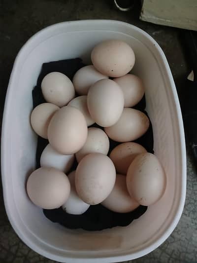 fresh eggs hain jis bhai ko chayie rabta kary