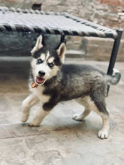 Siberian Husky Puppy