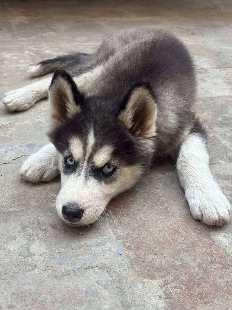Siberian Husky Puppy 2
