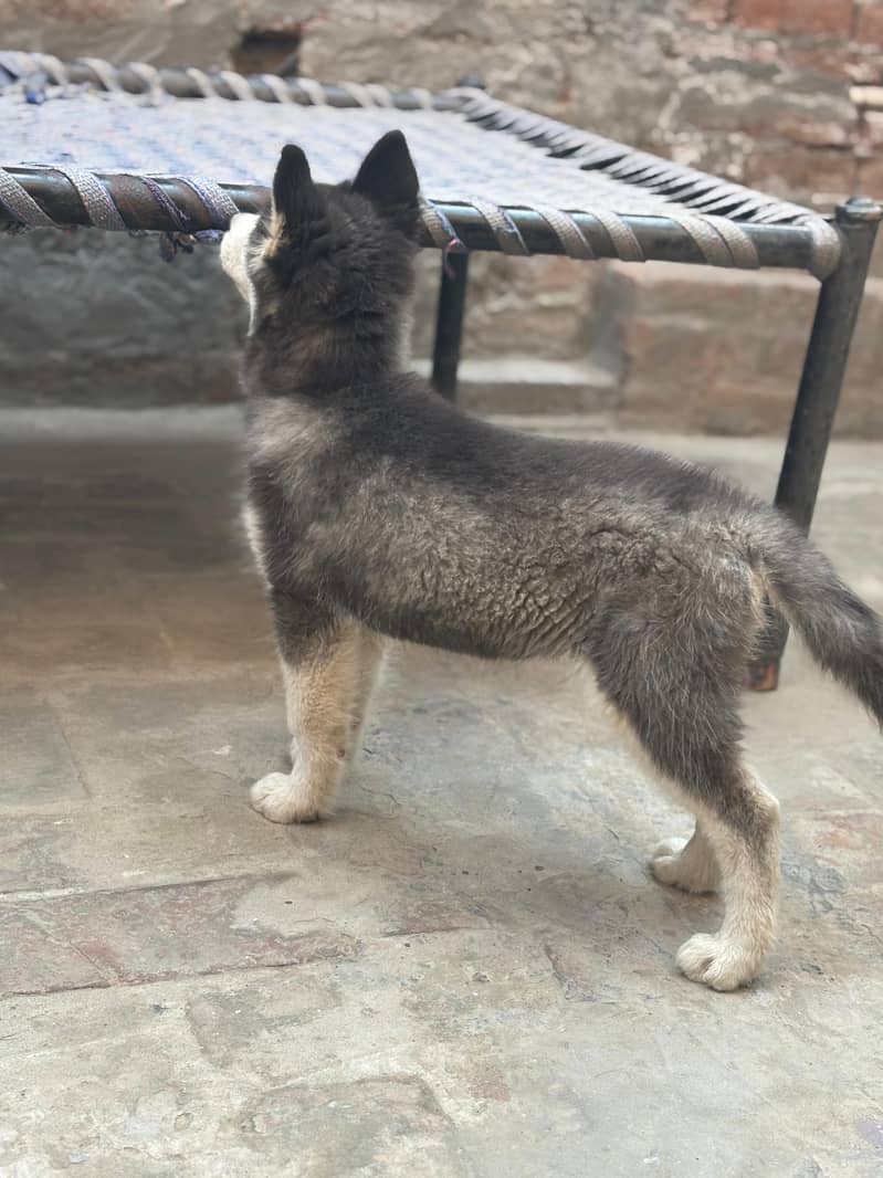 Siberian Husky Puppy 3