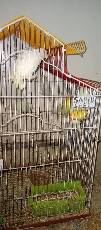 Albino red eys mix b1 b2