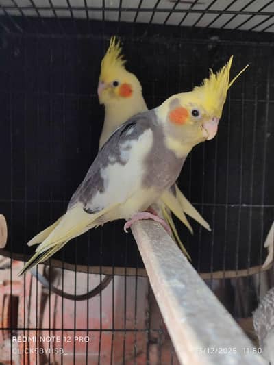 Premium Cockatiels for Sale - Ino & Whiteface gray