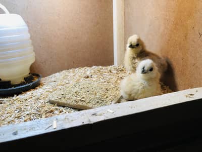 White Silkie Silky Chicks
