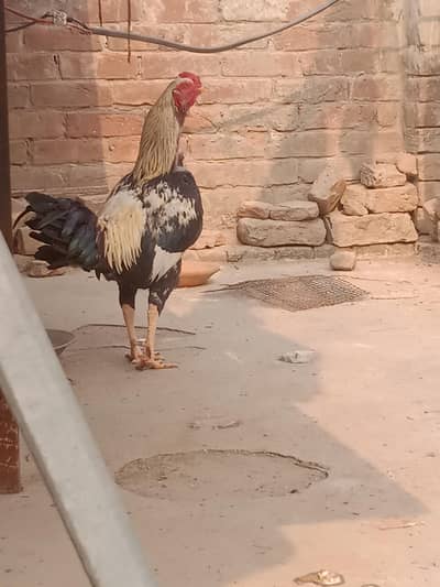 one male cook  purchase contact 03488643059  Whatsapp pay rabat  karay