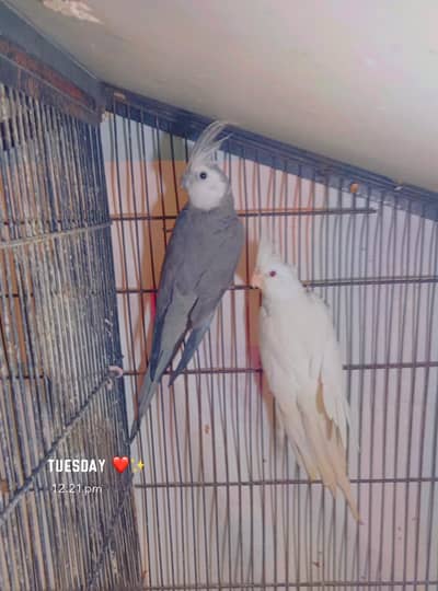 breeder pair urgent sale 03065482407