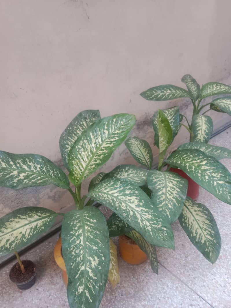 diffon bakia and different prices 0