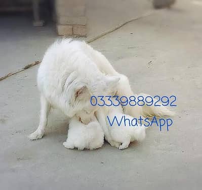 MATED BREEDER FEMALE