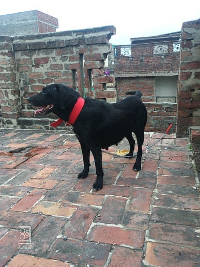 Breeder female Labrador