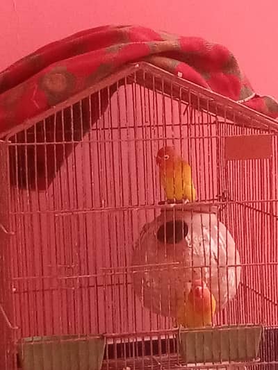 this is best quality for birds