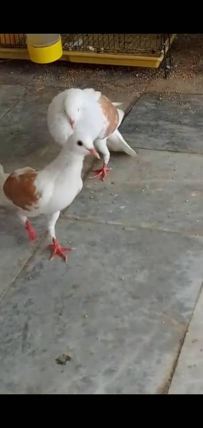 ghubara counter full breeder pair healthy active  with eggs