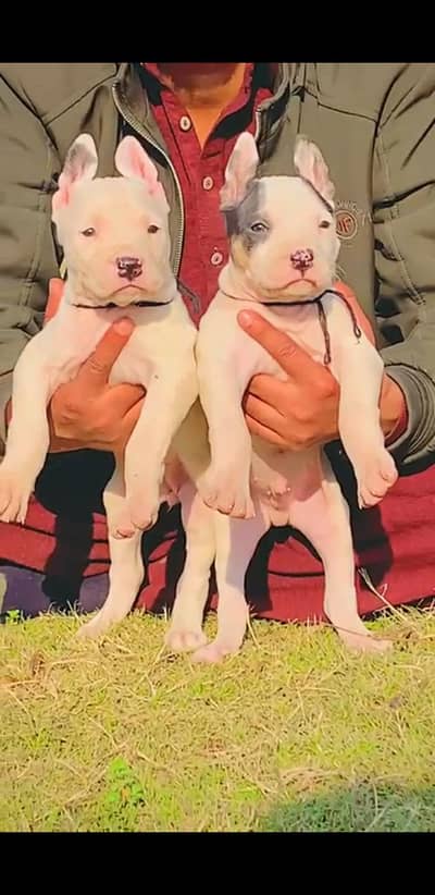 gultair jori for sale