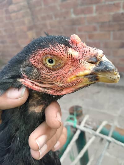 old blood line female