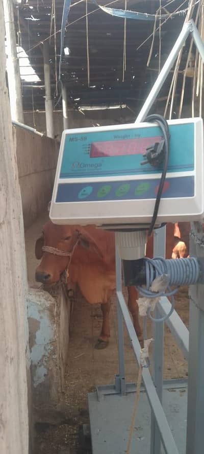 Cow weight machine for sale