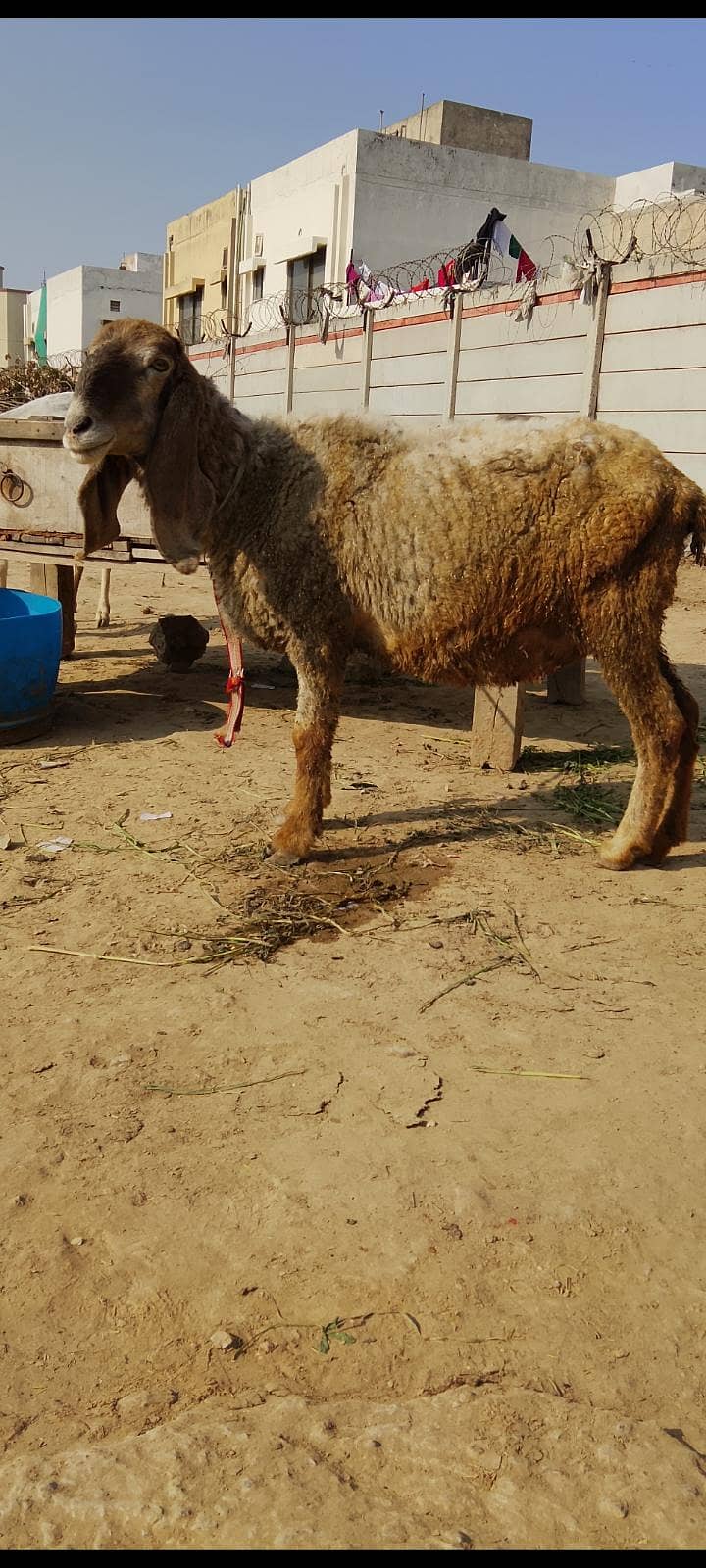 كجلی كراس بھیڑ سونے والی 0