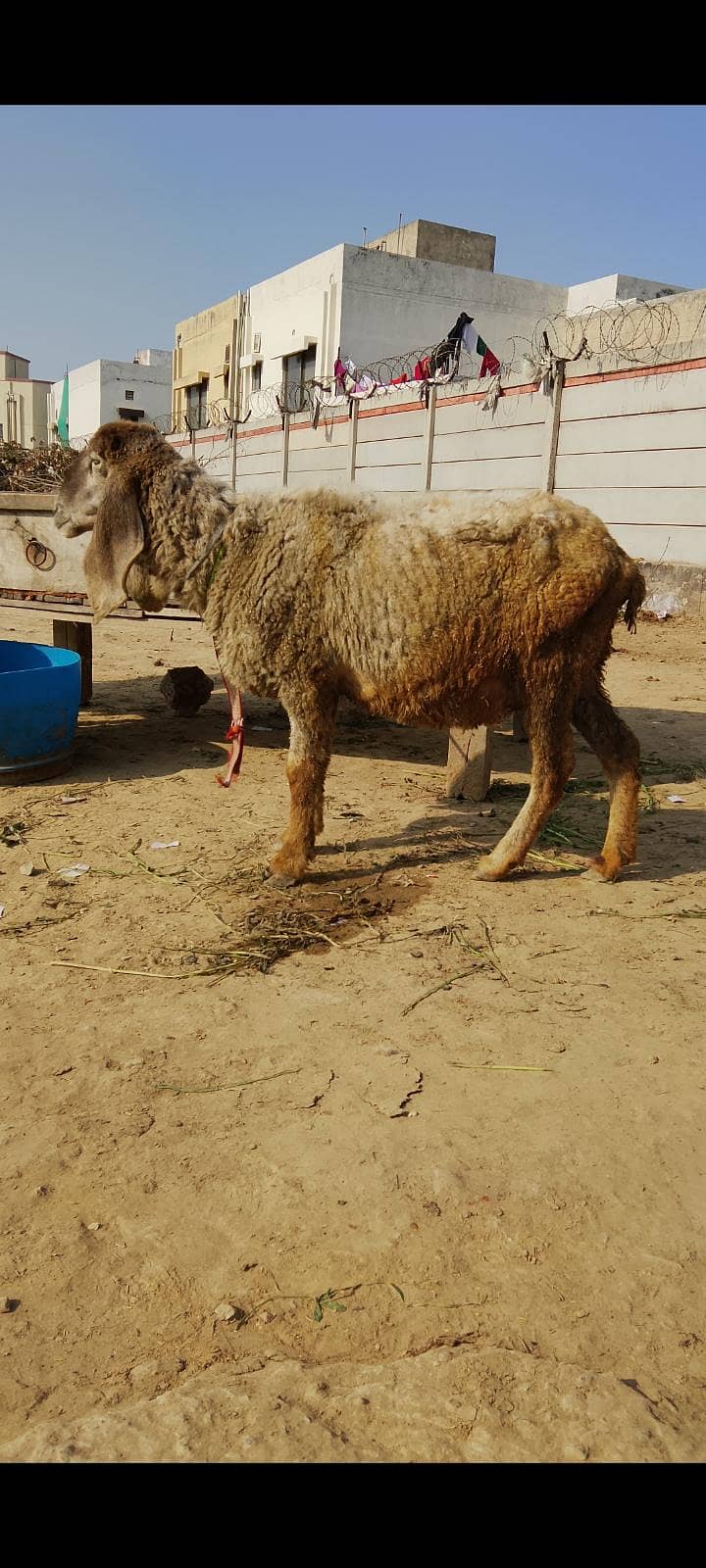 كجلی كراس بھیڑ سونے والی 1