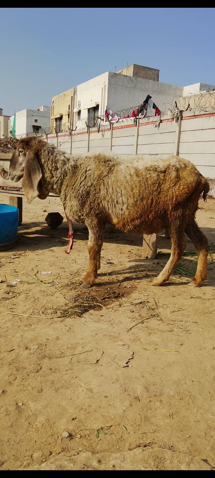 كجلی كراس بھیڑ سونے والی 2