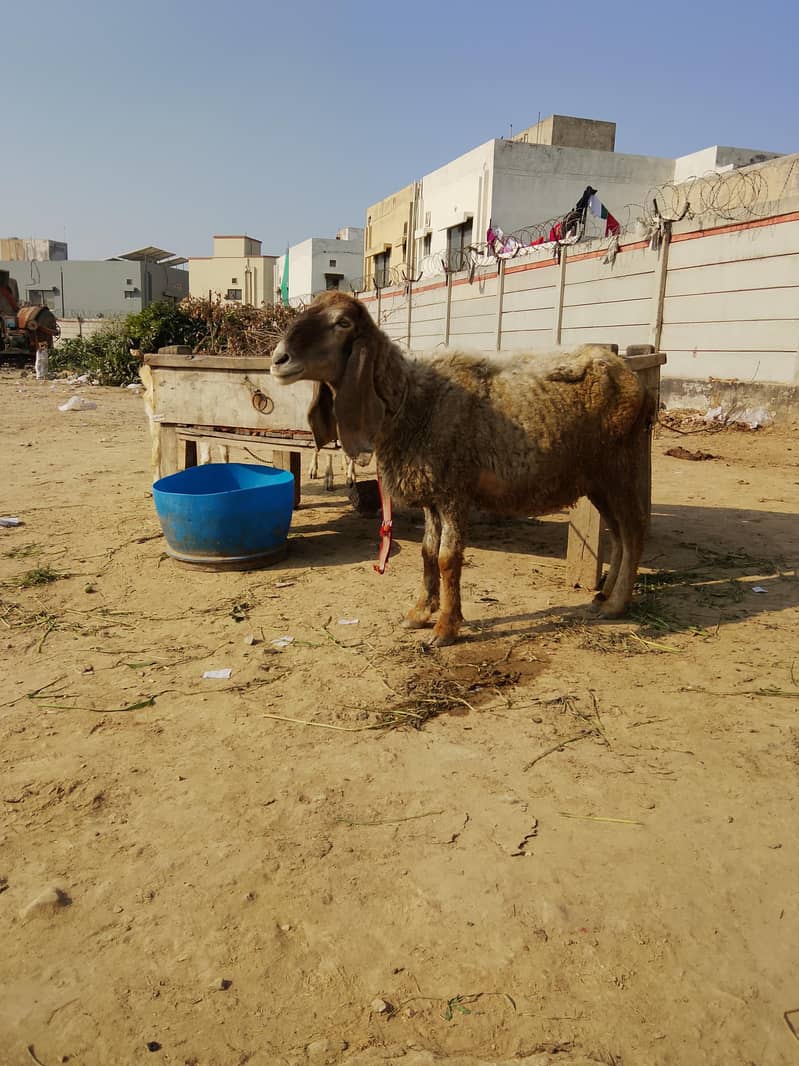 كجلی كراس بھیڑ سونے والی 4