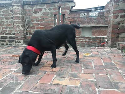 Breeder female lebrador