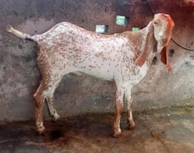 Bakra for sale