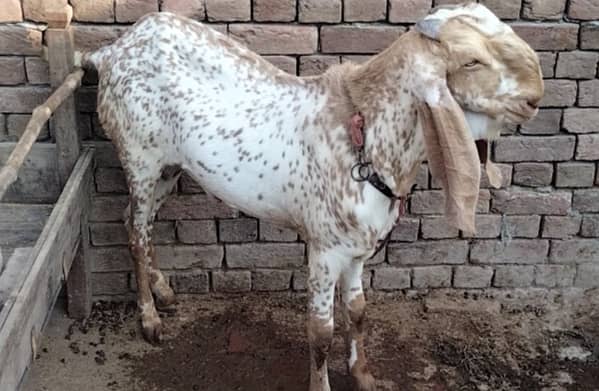 Bakra for sale 3