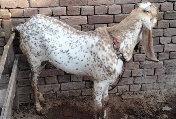 Bakra for sale 4