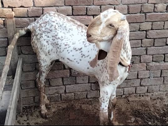 Bakra for sale 5