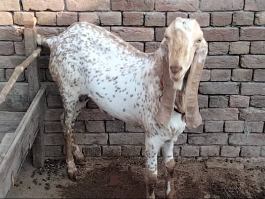 Bakra for sale 7