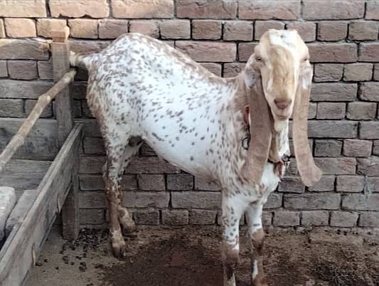 Bakra for sale 8