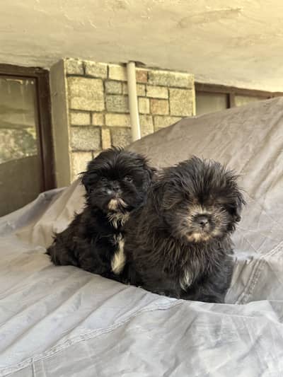 Adorable Shitzu Puppies Pair For Sale