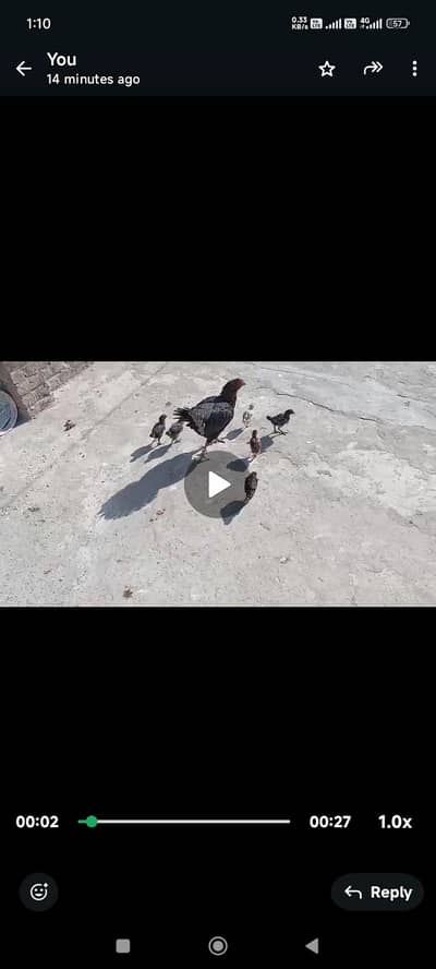 Hen for sale with 12 chicks