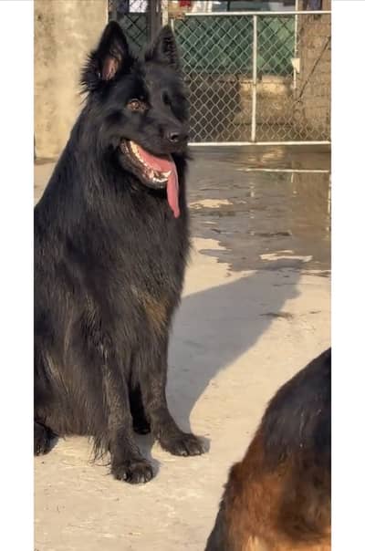 Stud available hai padgree male hai