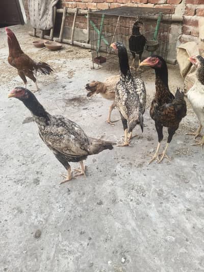 4 PATHIAN AGE 8 MONTH PLUS