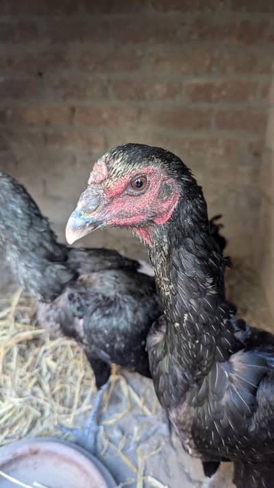 pure thai 2 female  8000 par pes