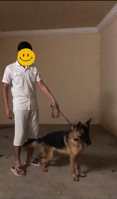 German shephard for sale video ke liye WhatsApp pr rabta kren