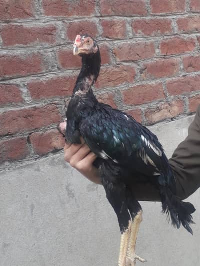 aseel lakha patha and pathiya