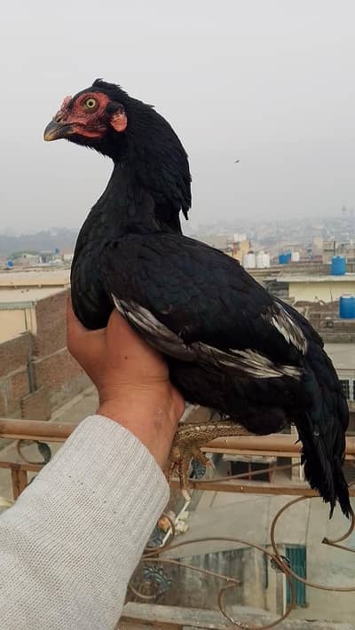 مشکا لاثانی سیٹ