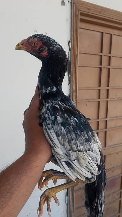 مشکا لاثانی مادیاں