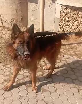 German Shepard Pair for Sale