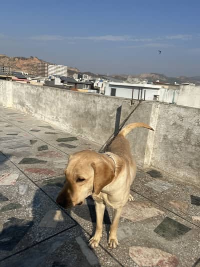 Labrador female 2 years vaccinated