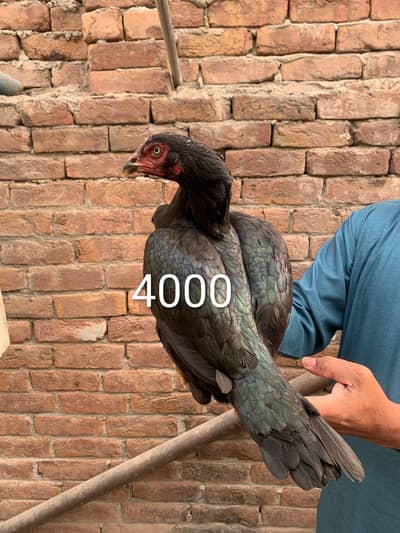 Adnan Aseel 03076748257